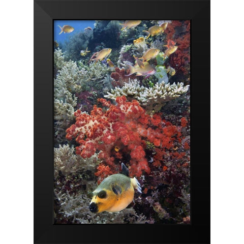 Indonesia, Papua, SE Misool Fish and coral Black Modern Wood Framed Art Print by Shimlock, Jones