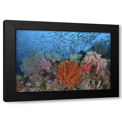 Indonesia, Papua, SE Misool Fish and coral Black Modern Wood Framed Art Print with Double Matting by Shimlock, Jones