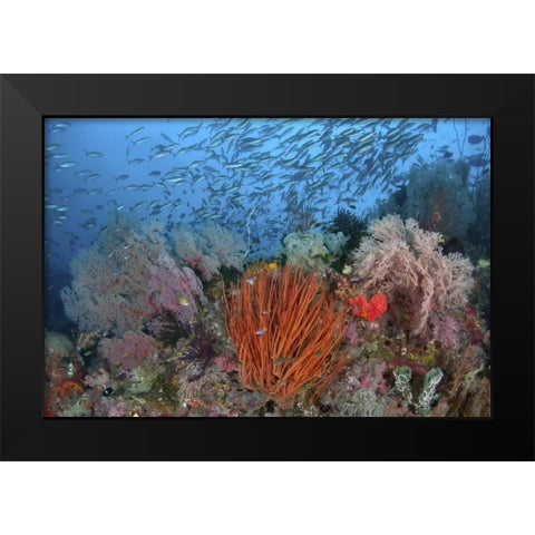 Indonesia, Papua, SE Misool Fish and coral Black Modern Wood Framed Art Print by Shimlock, Jones