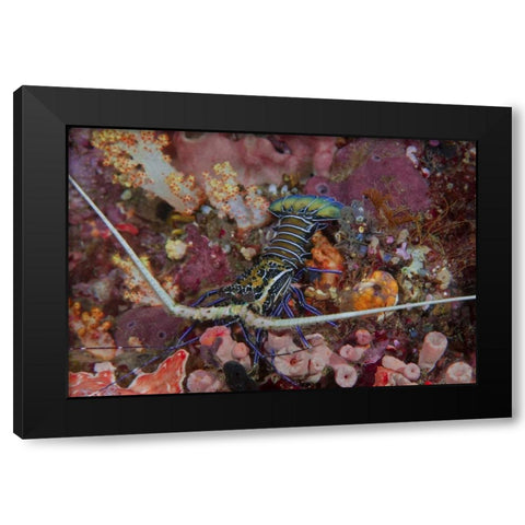 Indonesia, Papua, SE Misool Lobster and coral Black Modern Wood Framed Art Print with Double Matting by Shimlock, Jones