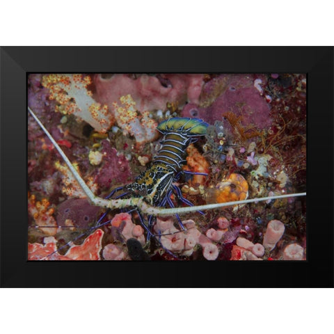 Indonesia, Papua, SE Misool Lobster and coral Black Modern Wood Framed Art Print by Shimlock, Jones