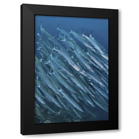 Indonesia, Papua Underwater Schooling barracuda Black Modern Wood Framed Art Print by Shimlock, Jones