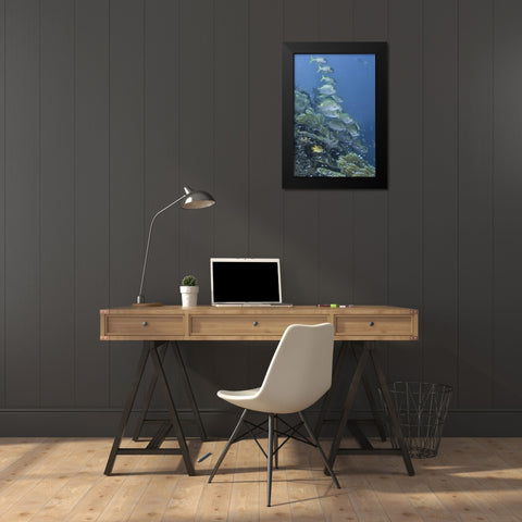 Indonesia, Raja Ampat Underwater fish and coral Black Modern Wood Framed Art Print by Shimlock, Jones