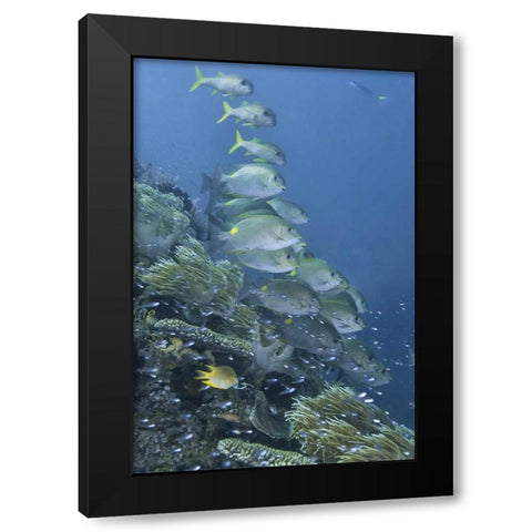 Indonesia, Raja Ampat Underwater fish and coral Black Modern Wood Framed Art Print by Shimlock, Jones