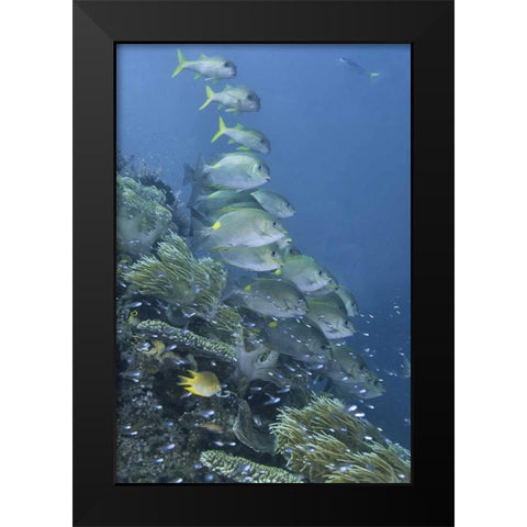 Indonesia, Raja Ampat Underwater fish and coral Black Modern Wood Framed Art Print by Shimlock, Jones