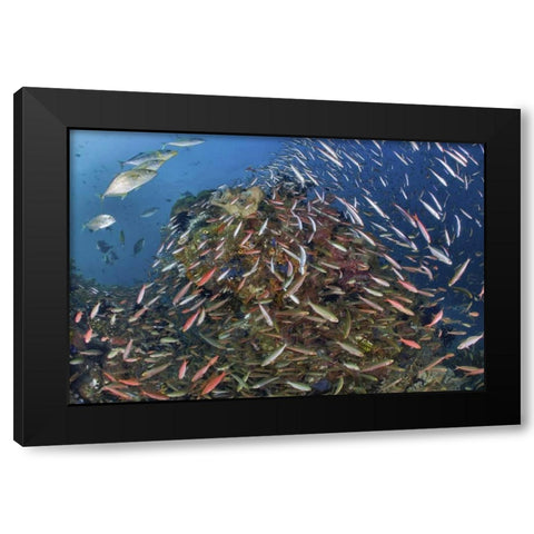 Indonesia, Raja Ampat Underwater fish and coral Black Modern Wood Framed Art Print with Double Matting by Shimlock, Jones