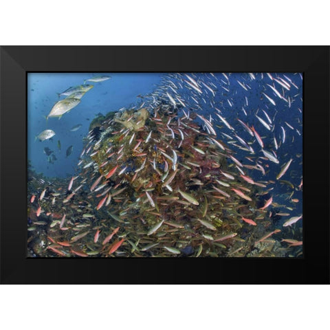 Indonesia, Raja Ampat Underwater fish and coral Black Modern Wood Framed Art Print by Shimlock, Jones