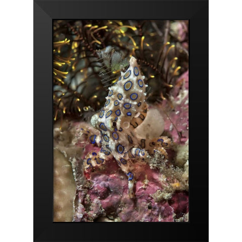 Indonesia, Papua Blue-ring octopus and coral Black Modern Wood Framed Art Print by Shimlock, Jones