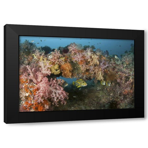 Indonesia, Raja Ampat Underwater fish and coral Black Modern Wood Framed Art Print with Double Matting by Shimlock, Jones