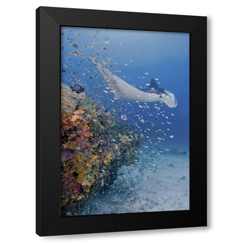 Indonesia, Papua Manta ray, fish and coral Black Modern Wood Framed Art Print by Shimlock, Jones