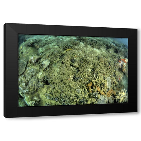 Indonesia, Papua, Raja Ampat Damaged reef Black Modern Wood Framed Art Print by Shimlock, Jones