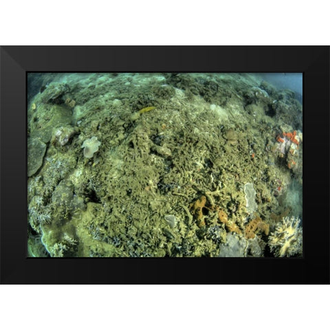 Indonesia, Papua, Raja Ampat Damaged reef Black Modern Wood Framed Art Print by Shimlock, Jones