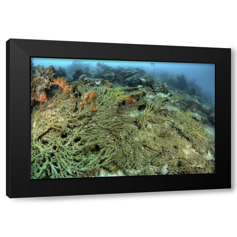 Indonesia, Papua, Raja Ampat Damaged reef Black Modern Wood Framed Art Print by Shimlock, Jones
