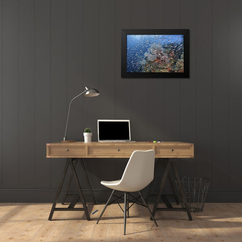 Indonesia, Raja Ampat Underwater fish and coral Black Modern Wood Framed Art Print by Shimlock, Jones