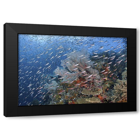 Indonesia, Raja Ampat Underwater fish and coral Black Modern Wood Framed Art Print by Shimlock, Jones