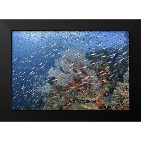 Indonesia, Raja Ampat Underwater fish and coral Black Modern Wood Framed Art Print by Shimlock, Jones