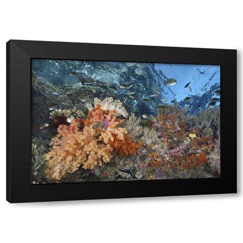 Indonesia, Raja Ampat Underwater fish and coral Black Modern Wood Framed Art Print by Shimlock, Jones