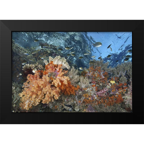 Indonesia, Raja Ampat Underwater fish and coral Black Modern Wood Framed Art Print by Shimlock, Jones