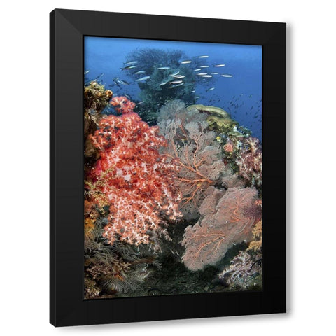 Indonesia, Raja Ampat Underwater fish and coral Black Modern Wood Framed Art Print by Shimlock, Jones