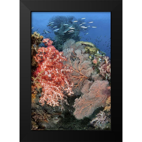 Indonesia, Raja Ampat Underwater fish and coral Black Modern Wood Framed Art Print by Shimlock, Jones