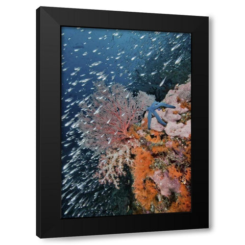 Indonesia, Raja Ampat Underwater fish and coral Black Modern Wood Framed Art Print with Double Matting by Shimlock, Jones
