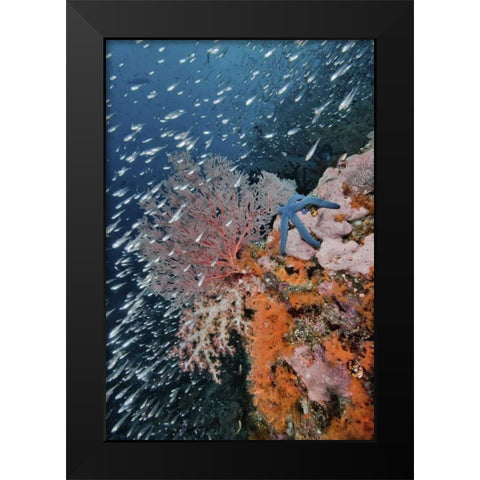 Indonesia, Raja Ampat Underwater fish and coral Black Modern Wood Framed Art Print by Shimlock, Jones