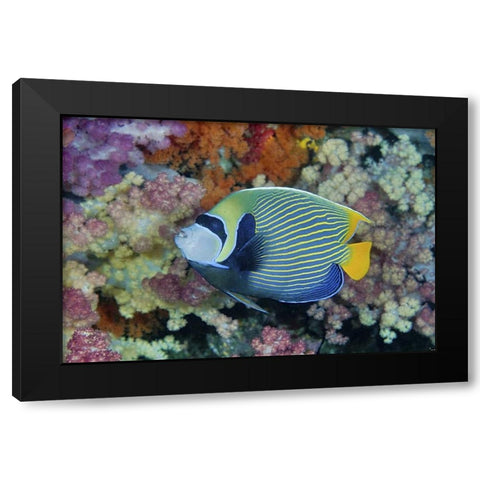 Indonesia, Papua Underwater angelfish and coral Black Modern Wood Framed Art Print with Double Matting by Shimlock, Jones