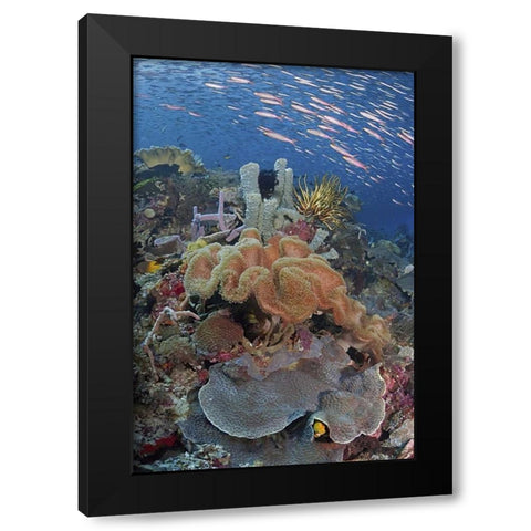 Indonesia, Raja Ampat Underwater fish and coral Black Modern Wood Framed Art Print by Shimlock, Jones