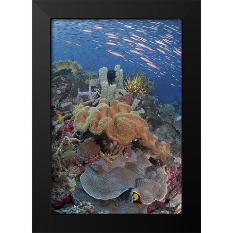 Indonesia, Raja Ampat Underwater fish and coral Black Modern Wood Framed Art Print by Shimlock, Jones