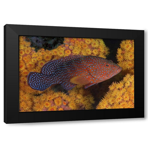Indonesia, Papua Coral trout fish and coral Black Modern Wood Framed Art Print with Double Matting by Shimlock, Jones