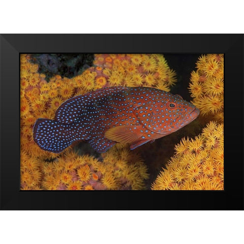 Indonesia, Papua Coral trout fish and coral Black Modern Wood Framed Art Print by Shimlock, Jones