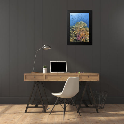 Indonesia, Raja Ampat Underwater fish and coral Black Modern Wood Framed Art Print by Shimlock, Jones