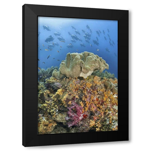 Indonesia, Raja Ampat Underwater fish and coral Black Modern Wood Framed Art Print with Double Matting by Shimlock, Jones