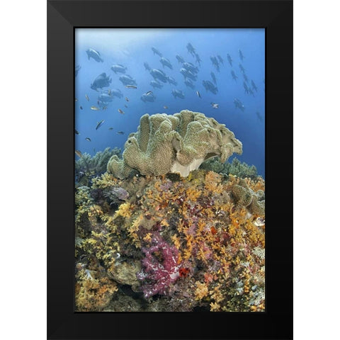 Indonesia, Raja Ampat Underwater fish and coral Black Modern Wood Framed Art Print by Shimlock, Jones