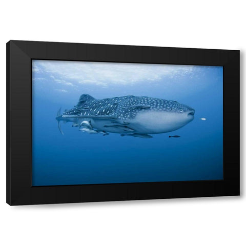 Indonesia, Papua Whale shark and remoras Black Modern Wood Framed Art Print with Double Matting by Shimlock, Jones