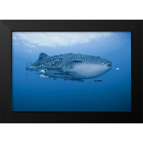 Indonesia, Papua Whale shark and remoras Black Modern Wood Framed Art Print by Shimlock, Jones
