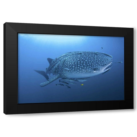 Indonesia, Papua Whale shark and remoras Black Modern Wood Framed Art Print by Shimlock, Jones