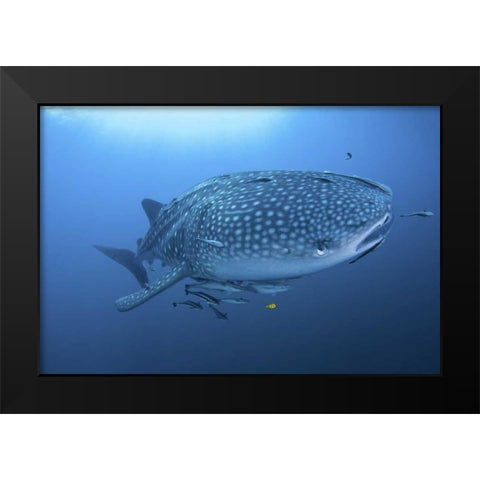 Indonesia, Papua Whale shark and remoras Black Modern Wood Framed Art Print by Shimlock, Jones