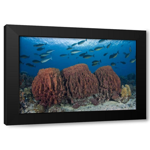 Indonesia, Papua Fish swims over three sponges Black Modern Wood Framed Art Print by Shimlock, Jones