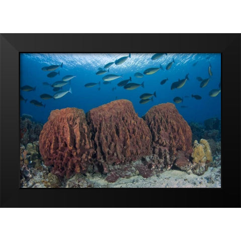 Indonesia, Papua Fish swims over three sponges Black Modern Wood Framed Art Print by Shimlock, Jones