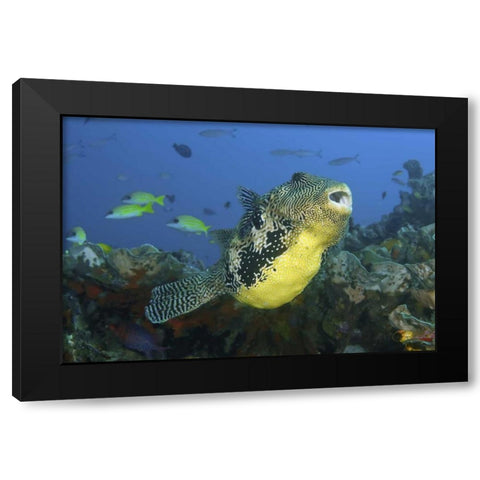 Indonesia, Papua, Raja Ampat Pufferfish Black Modern Wood Framed Art Print by Shimlock, Jones