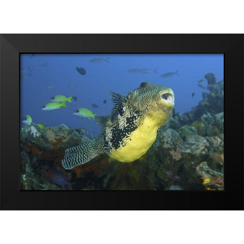 Indonesia, Papua, Raja Ampat Pufferfish Black Modern Wood Framed Art Print by Shimlock, Jones
