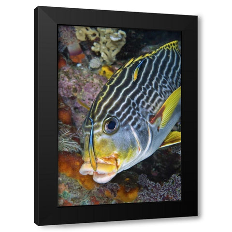 Indonesia, Papua A cleaner fish at sweetlip fish Black Modern Wood Framed Art Print by Shimlock, Jones