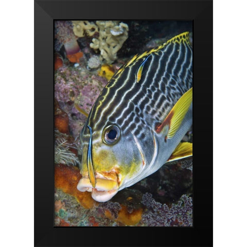 Indonesia, Papua A cleaner fish at sweetlip fish Black Modern Wood Framed Art Print by Shimlock, Jones