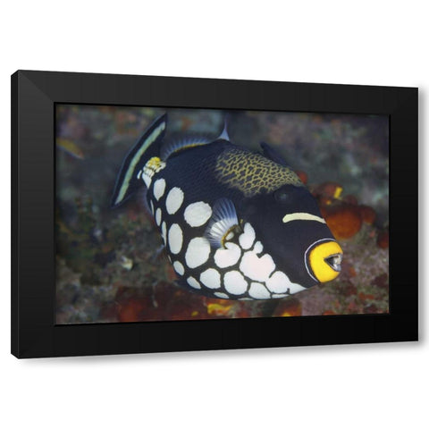 Indonesia, Papua, Raja Ampat Triggerfish Black Modern Wood Framed Art Print with Double Matting by Shimlock, Jones