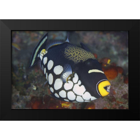 Indonesia, Papua, Raja Ampat Triggerfish Black Modern Wood Framed Art Print by Shimlock, Jones