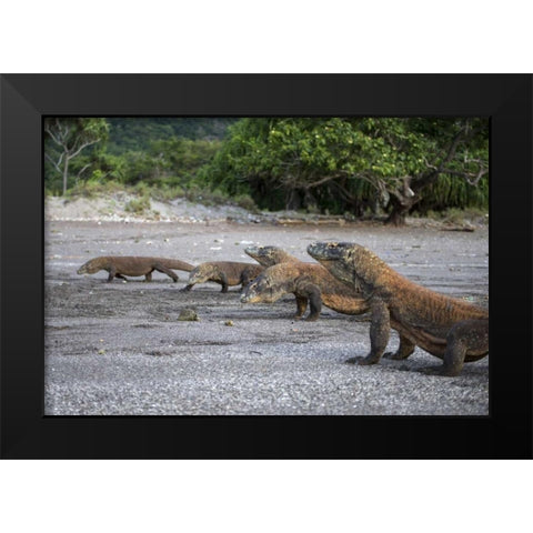 Indonesia, Rinca Island, Komodo NP Komodo dragon Black Modern Wood Framed Art Print by Shimlock, Jones