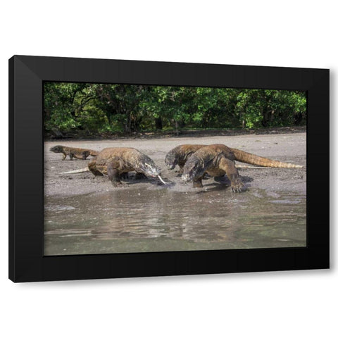 Indonesia, Rinca Island, Komodo NP Komodo dragon Black Modern Wood Framed Art Print by Shimlock, Jones