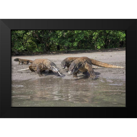 Indonesia, Rinca Island, Komodo NP Komodo dragon Black Modern Wood Framed Art Print by Shimlock, Jones