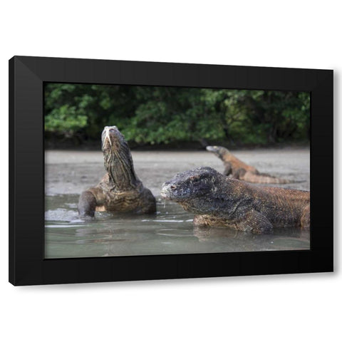 Indonesia, Rinca Island, Komodo NP Komodo dragon Black Modern Wood Framed Art Print with Double Matting by Shimlock, Jones